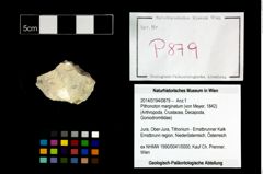 Foto (Objekt + Etikett) von Pithonoton marginatum (von Meyer, 1842)  (NHMW-GEO-2014-0194-0879)